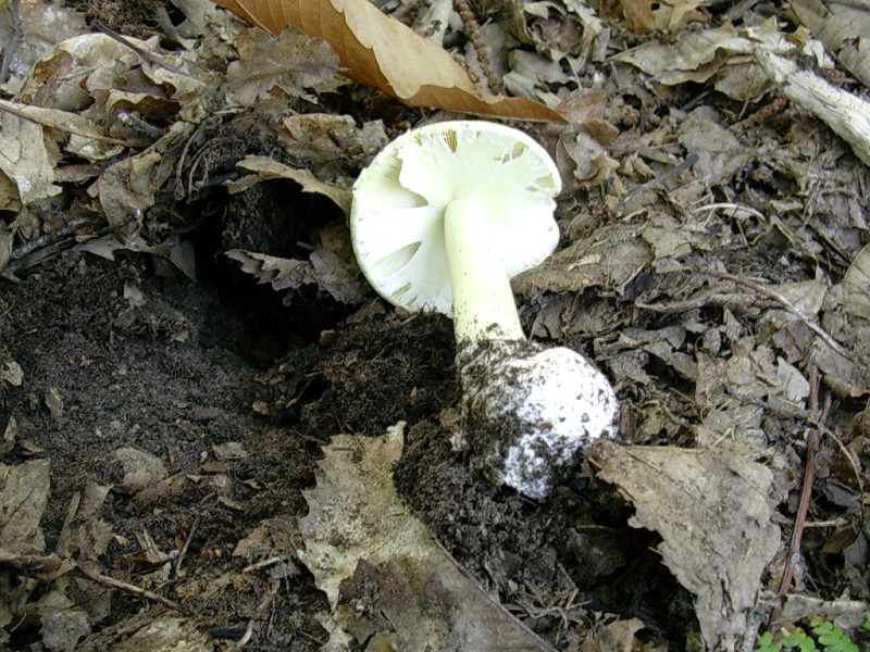 454 Ottobre vecchio ritrovamento